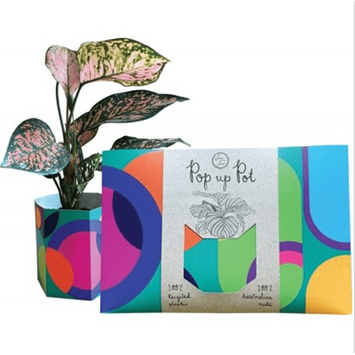 SOW 'N SOW Pop Up Pot Plant Party - Small 22cm 1